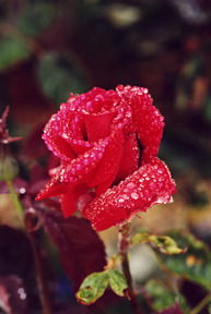 Айгуль Темирбаева