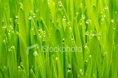 Елена Бруева