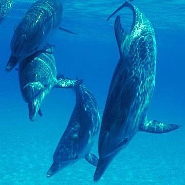 Владимир Улитин