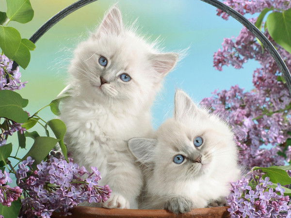 Маришка Черномаз