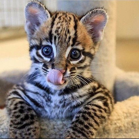 Наталия Деминська