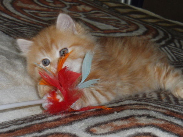 Елена Лемницкая