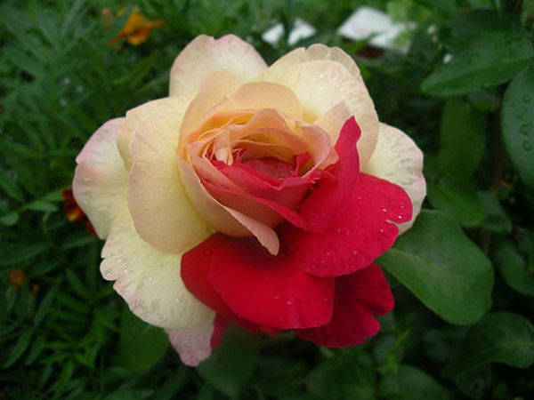 Надежда Беспалая