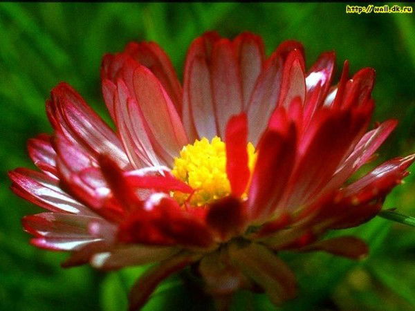 Елена Хоружина