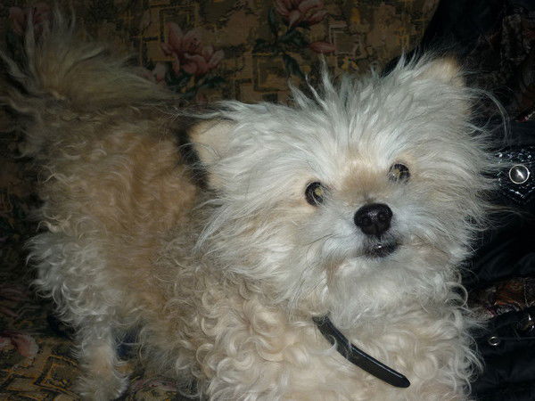 Сардана Третьякова