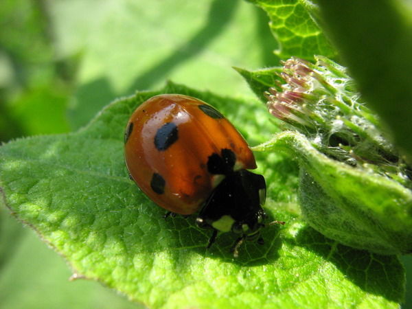 Елена Прекрасная