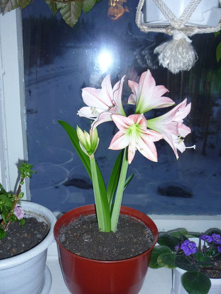 Надежда Маркова