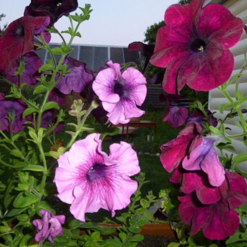 Светлана Иванова