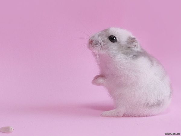 Uncontrollable Apofiz