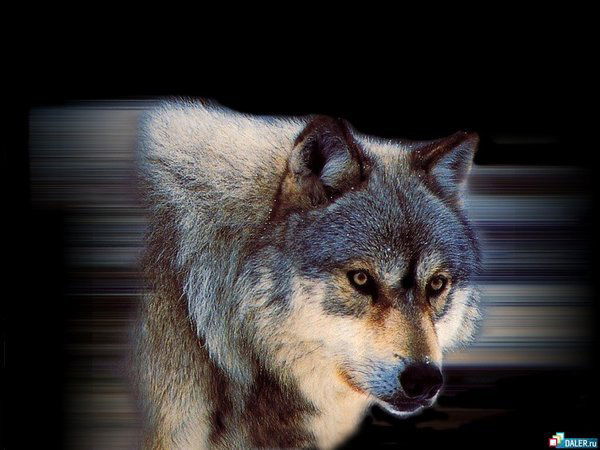 Владимир Воронин