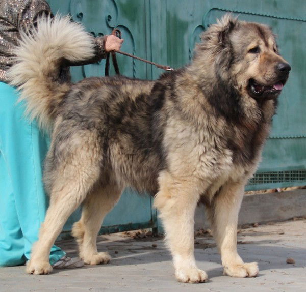 Ангелина Прудко