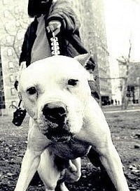 Артём Губанов