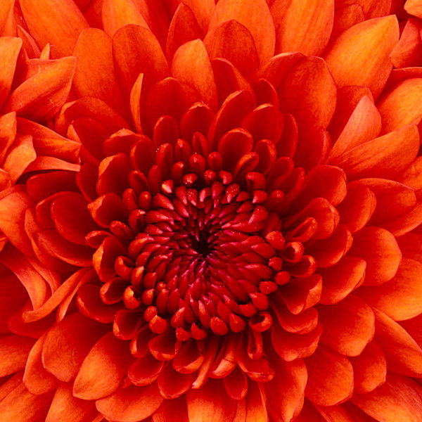 Надежда Савченко