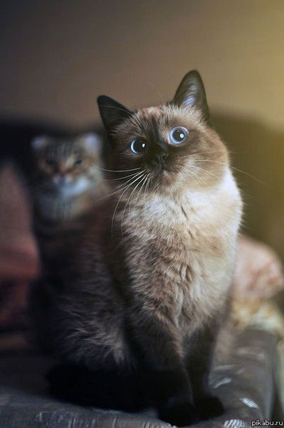 Денис Полунин