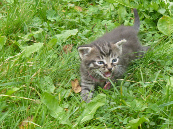 Юлия Соколова