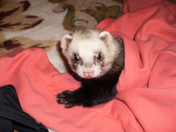 Кристина Шляпкина