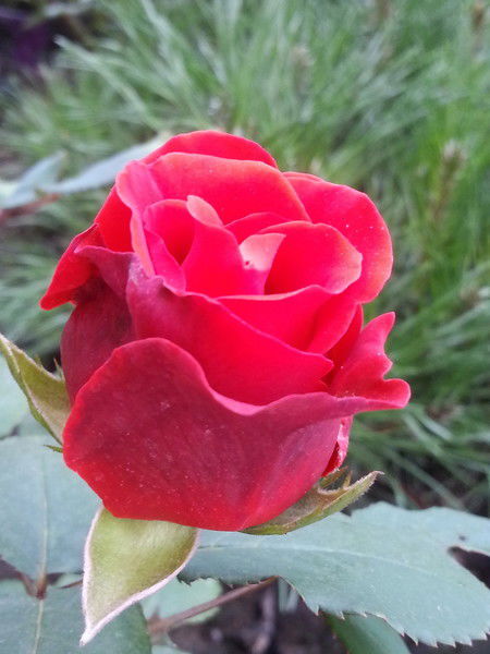 Гулум Махмудова