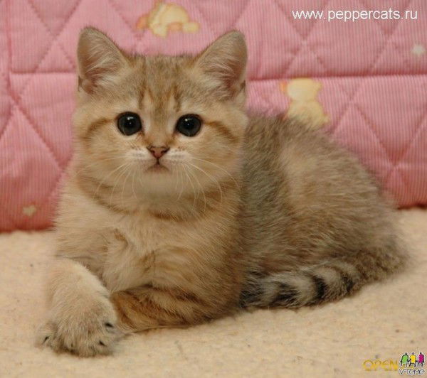 Татьяна Присячева