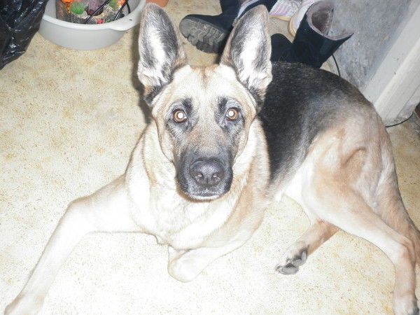 Елена Родина