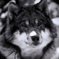 Маша Сентябова