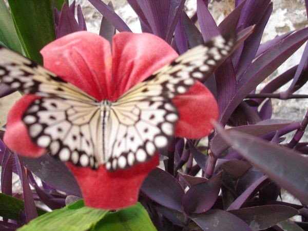 Лидия Альбрехт