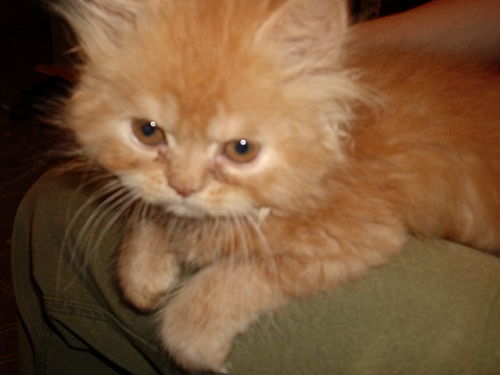 Светочка Аксенова