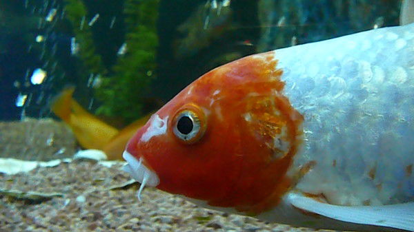 Татьяна Зарипова