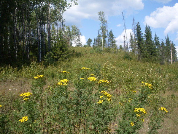 Татьяна Ломакина