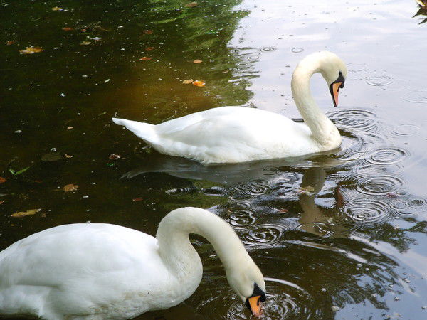 Людмила Берёза