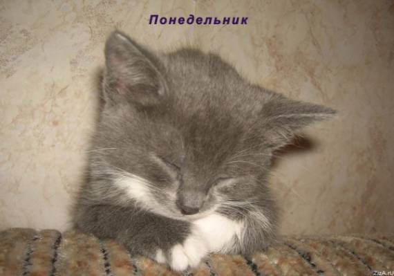 Тоо Фирма Скат Тоо Фирма Скат