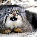 Борис Коцюба