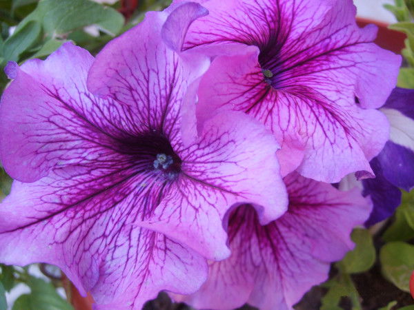 Спорт Школа №20