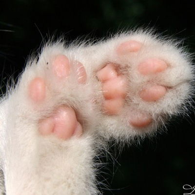 Анна Нилогова