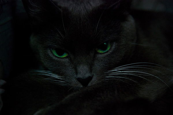 Светлана Климина