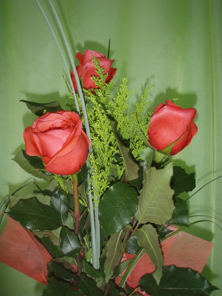 Елена Волкова