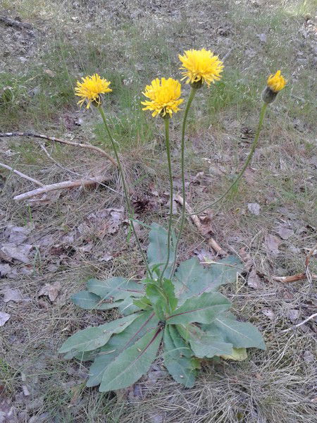 Игорь Волков