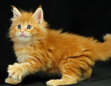 Саша Муряша