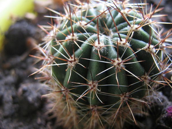 Эльчин Меликов