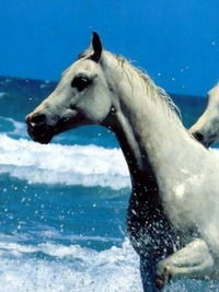 Кристина Новосад