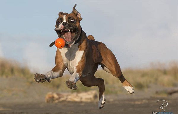 Птица Филин