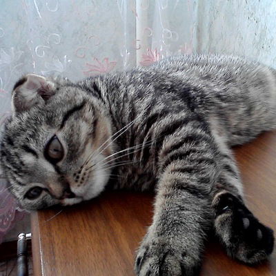 Егор Молодчиков