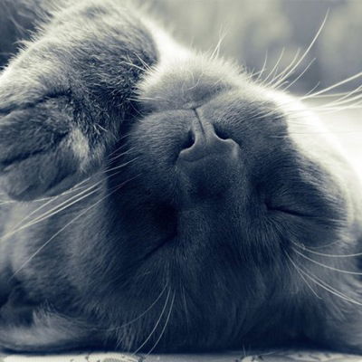 Софья Кузнецова