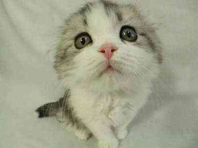 Александр Харитонов