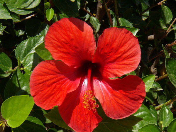 Марина Козьмина