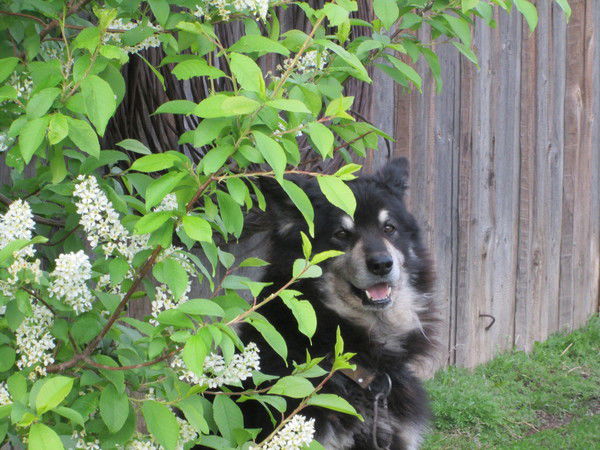 Иван Шумейко