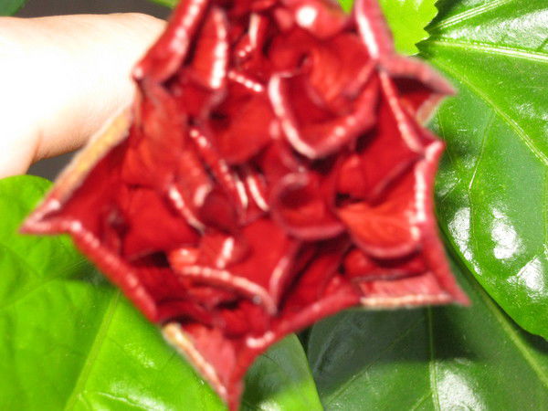 Лилия Николаева