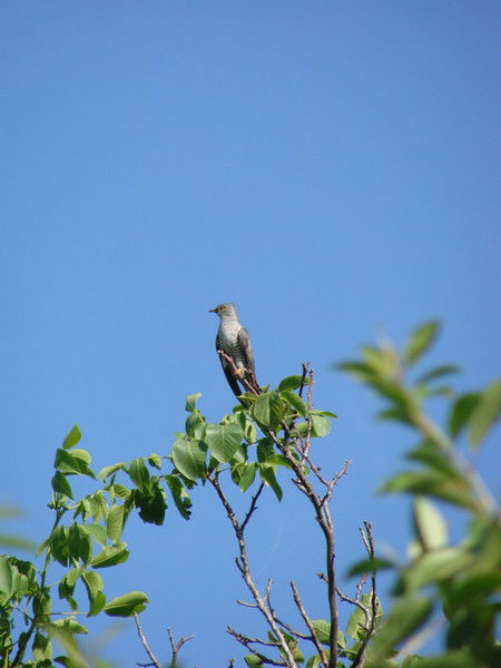 Светлана Пожидаева