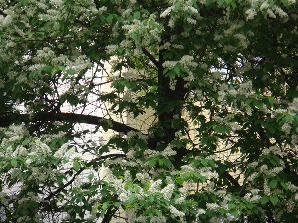 Валерий Пискарев