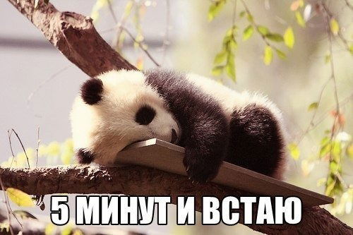 Аридни Авеилатамка