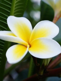 Нургуль Кумарова